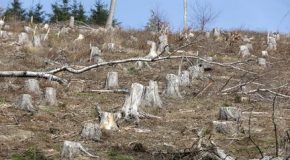 Jour du dépassement : ce 1er août l’humanité a déjà utilisé une année de ressources naturelles